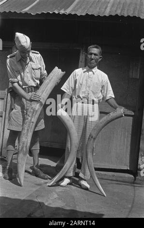 Note Lahat indonesiano uomo e olandese mostra militare elefante stand Data: 16 ottobre 1948 luogo: Indonesia, Lahat, Indie orientali olandesi, Sumatra Foto Stock