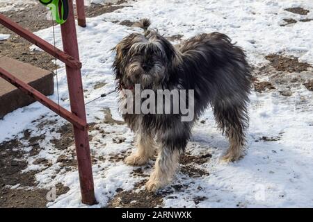 Cane nero soffice sulla strada asfaltata nel parco Foto Stock