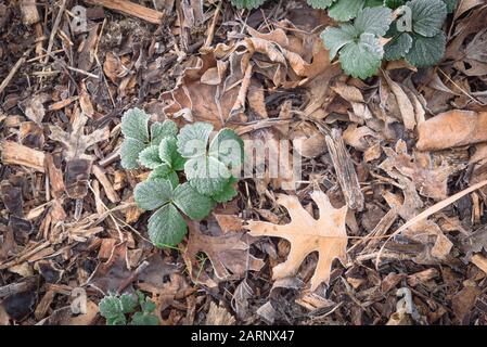 Piccole piante di fragola foglie verdi coperte di gelo astratto natura sfondo Foto Stock