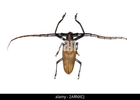 Coleottero bruno grande, isolato su uno sfondo bianco, cerambycidae Foto Stock