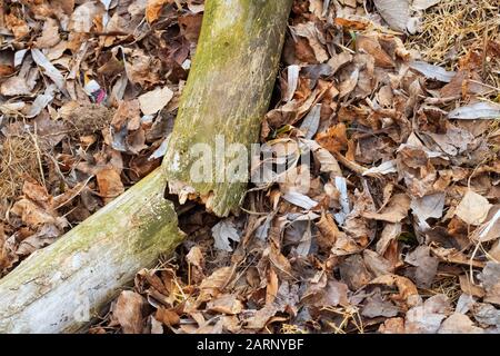 Rotto log sull'erba e foglie nella foresta Foto Stock