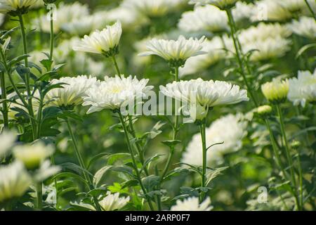 Crisantemi, talvolta chiamato mamme o chrysanths, sono piante fiorite del genere crisantemo nella famiglia Asteraceae. Foto Stock