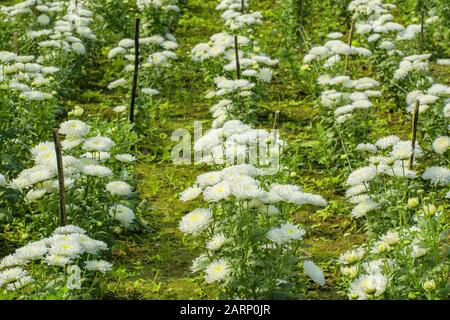 Crisantemi, talvolta chiamato mamme o chrysanths, sono piante fiorite del genere crisantemo nella famiglia Asteraceae. Foto Stock