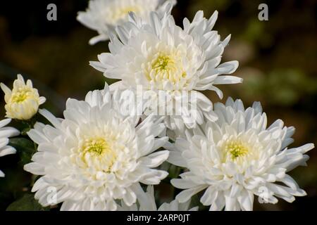 Crisantemi, talvolta chiamato mamme o chrysanths, sono piante fiorite del genere crisantemo nella famiglia Asteraceae. Foto Stock