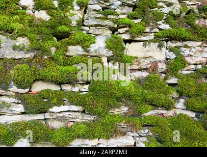 Muro di pietra a secco coperto di muschio. Oxfordshire Cotswolds, Regno Unito Foto Stock