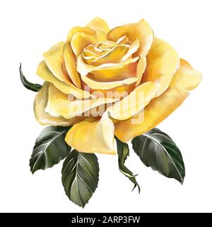 fiore rosa giallo con foglie verdi, illustrazione d'arte dipinta con acquerelli isolati su sfondo bianco. Foto Stock