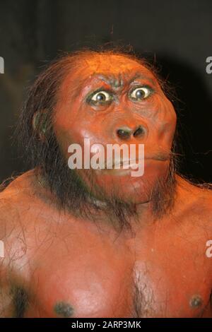 Ritratto di replica statua di australopithecine maschile, (Australopithecus africanus), All'Interno della mostra la culla Dell'Umanità, Maropeng, Gauteng, Foto Stock