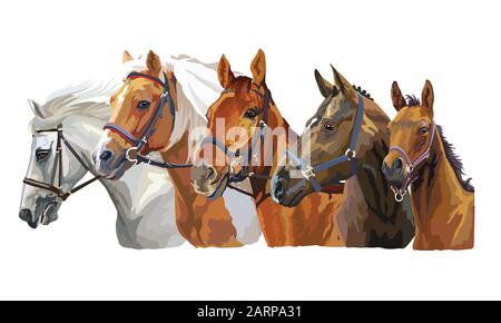 Set di coloratissimi vettori ritratti realistici di razze di cavalli guardando nel profilo. Gruppo di cavalli in bridle isolato su sfondo bianco. Colorfu vettoriale Illustrazione Vettoriale