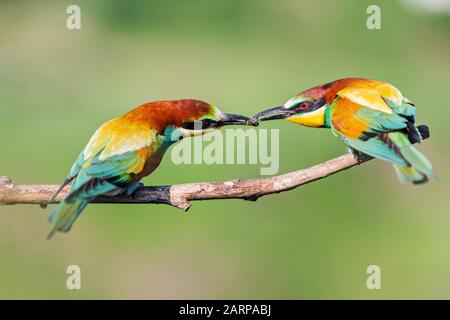 corteggiamento di uccelli del paradiso in primavera Foto Stock