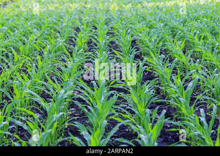 verde e succosa germogli di mais Foto Stock