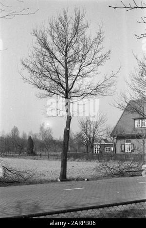 Potatura, quercia, rovere nativo Data: Unundated luogo: Gelderland, Wilp Parole Chiave: Oak, poting Nome personale: Rovere nativo Foto Stock