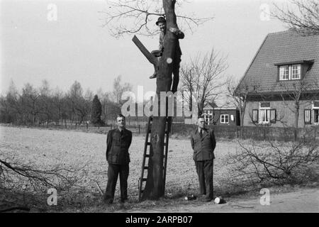 Potatura, lavoratori, seghe, puntinature, rovere autoctono Data: Unundated luogo: Gelderland, Wilp Parole Chiave: Lavoratori, potatura, maschiatura parotite, seghe Nome personale: Rovere indigeno Foto Stock
