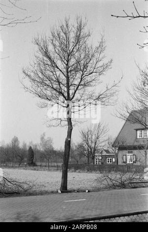 Potatura, quercia, rovere nativo Data: Unundated luogo: Gelderland, Wilp Parole Chiave: Oak, poting Nome personale: Rovere nativo Foto Stock