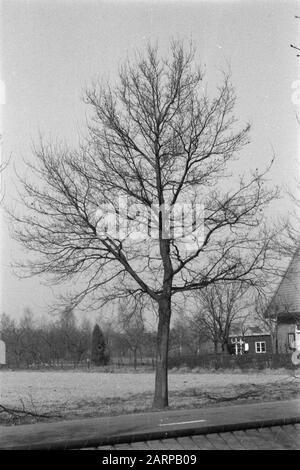 Rovere nativo giovane, per potare Data: Unundated luogo: Gelderland, Wilp Parole Chiave: Alberi decidui vari, quercia, potatura, strade Foto Stock