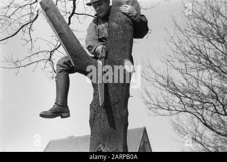Potatura, lavoratori, seghe, puntinature, rovere autoctono Data: Unundated luogo: Gelderland, Wilp Parole Chiave: Lavoratori, potatura, maschiatura parotite, seghe Nome personale: Rovere indigeno Foto Stock
