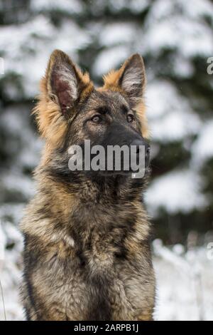 Ritratto di un giovane cane pastore tedesco a pelo lungo (cane alsaziano) in una giornata invernale innevata Foto Stock
