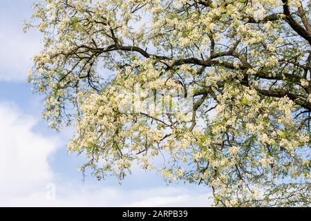 robinia con fioritura bianca in un giorno primaverile Foto Stock