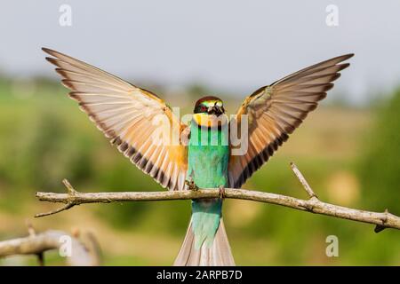 spalmando le sue ali l'uccello siede su un ramo Foto Stock