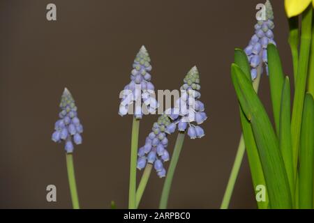 bluebells spring flower close-up view, muscari or bluebells first spring greetings Foto Stock