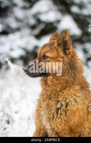 Ritratto di un Westerwälder Kuhhund (Altdeutscher Hütehund, Old German Sheepdog) nella neve Foto Stock