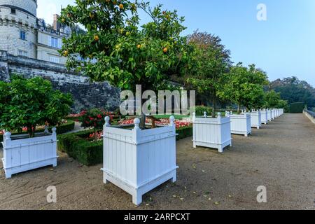 Francia, Indre et Loire, Valle della Loira elencati come Patrimonio Mondiale dall'UNESCO, Rigny Usse, Chateau d'Usse giardini, agrumi pentole nel mese di ottobre sulla campagna Foto Stock