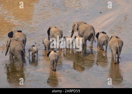 Una mandria di elefanti che vagano sul letto del fiume Tarangire (Tanzania settentrionale) Foto Stock