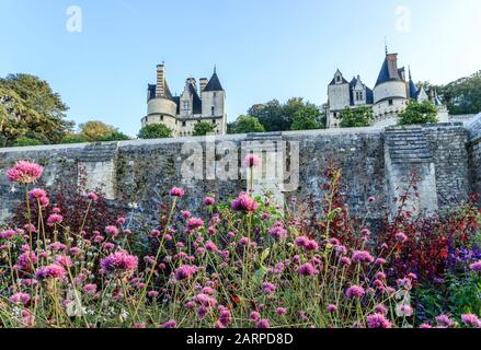 Francia, Indre et Loire, Valle della Loira dichiarata Patrimonio Mondiale dall'UNESCO, Rigny Usse, Chateau d'Usse giardini, Gomphrena globosa in prima linea // fra Foto Stock