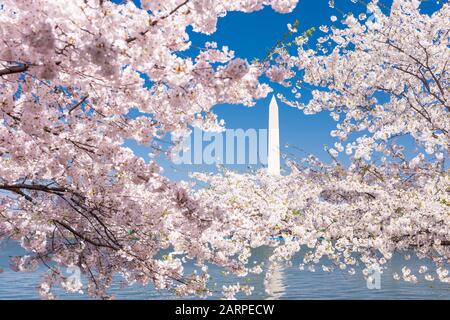 Washington DC, USA con il Washington Monument circondato da ciliegi in fiore nella stagione primaverile. Foto Stock