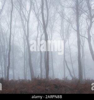 Nebbia e nebbia su Cannock Chase, Staffordshire Foto Stock