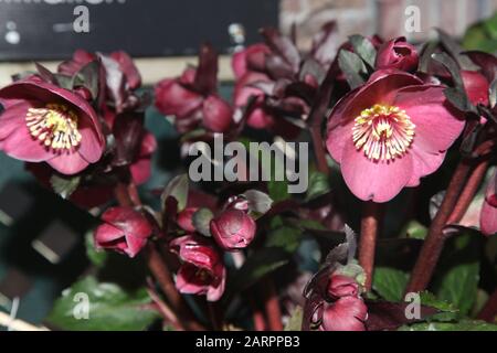 Hellebore HGC Ice 'n Roses Red 'Brunello', Helleborus HGC INR, Helleborus x Glandorfensis, Hellbore (Helleborus Gold Collection) Foto Stock