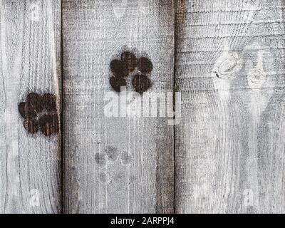 Impronte di cane su una superficie di legno. Primo piano Foto Stock