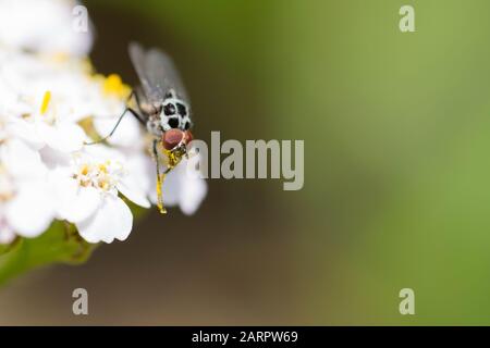 Anteromiia quinquemaculata con polline Foto Stock