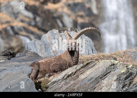 Ritratto di Ibex con cascata sullo sfondo, Alpi montagne (Capra ibex) Foto Stock