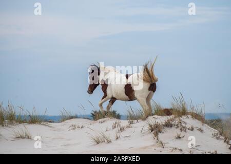 Un cavallo selvatico calcia la sabbia presso l'Assateague National Seashore, situato sulla riva orientale del Maryland, Stati Uniti. Foto Stock