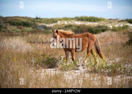 Vista di un cavallo selvaggio circondato dal fogliame autunnale presso l'Assateague National Seashore, situato sulla riva orientale del Maryland, Stati Uniti. Foto Stock