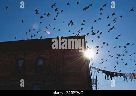Un floccato di piccioni ferali nel quartiere della città Foto Stock