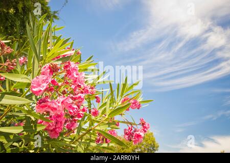 fiori rosa brillante su sfondo blu di un cielo limpido Foto Stock