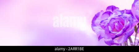 Macro scatto di beati fiori di rosa viola, vista panoramica, banner. Foto Stock