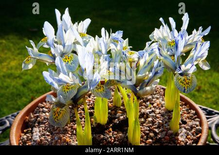 Iris Reticulata Katharine Hodgkin piantato in una ciotola con graniglia Foto Stock