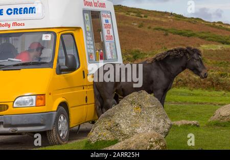 Pony di Dartmoor con dolce-strega che si frega dietro su un furgone gelato. Foto Stock