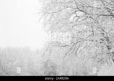 rami di pino innevato contro il cielo bianco invernale Foto Stock