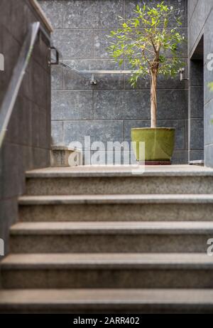 Scale in stile loft e piante verdi su pareti grigie Foto Stock