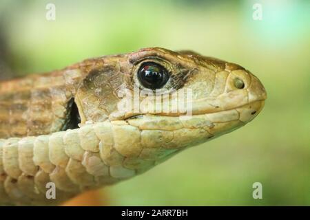 medio primo piano di un serpente verde nella foresta Foto Stock