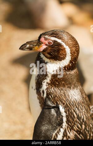 Ritratto del Pinguino Humboldt (Spheniscus humboldti) con sfondo sfocato Foto Stock