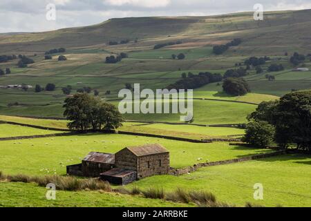 Un fienile in pietra e campi con pecore da pascolo - una tipica vista Yorkshire Dales a Wensleydale vicino al villaggio di Sedbusk Foto Stock
