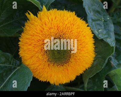 Girasole. Helianthus annuus. Nome Orsacchiotto. Primo piano di un grande fiore rotondo con piccoli petali di arancio. Foto Stock