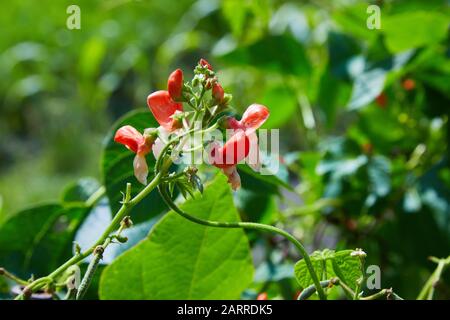 Fiore di fagioli all'aperto in un fioriterbad Foto Stock