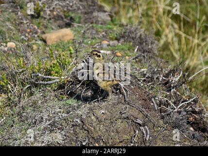 Adorabile pulcino rosso con ripieno sui brughiere. Foto Stock