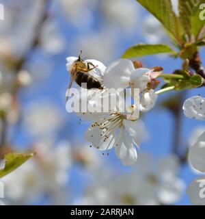 ciliegio bianco in fiore con ape impollinante Foto Stock