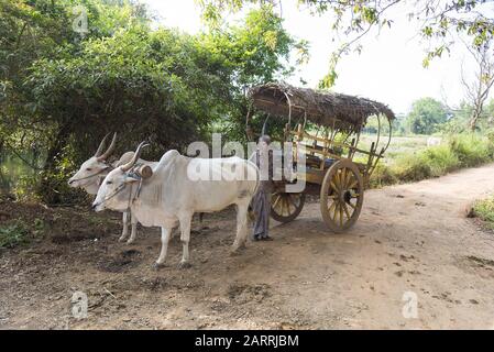 Habrana, Sri Lanka: 03/16/2019: Contadino locale dello Sri Lanka che si trova accanto al suo carro di bue, un carro coperto di paglia con due buoi domestici bianchi. Foto Stock